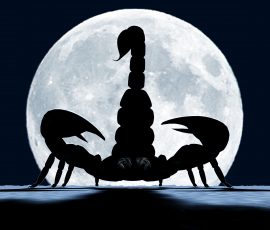 nsm moon sil only